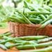 A wicker basket is full of freshly harvested green beans. A handful of the beans have spilled around the outside of the basket.