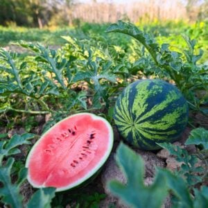 A watermelon is growing amongst its vines while another watermelon has been cut in half, displaying its bright red flesh within.