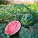 A watermelon is growing amongst its vines while another watermelon has been cut in half, displaying its bright red flesh within.