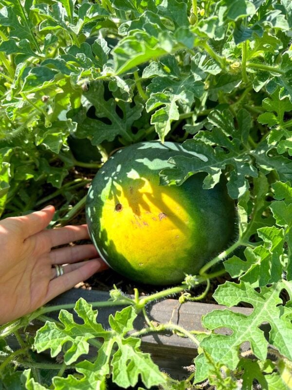 When to Harvest Watermelon: 5 Ways to Tell It's Ripe ~ Homestead and Chill