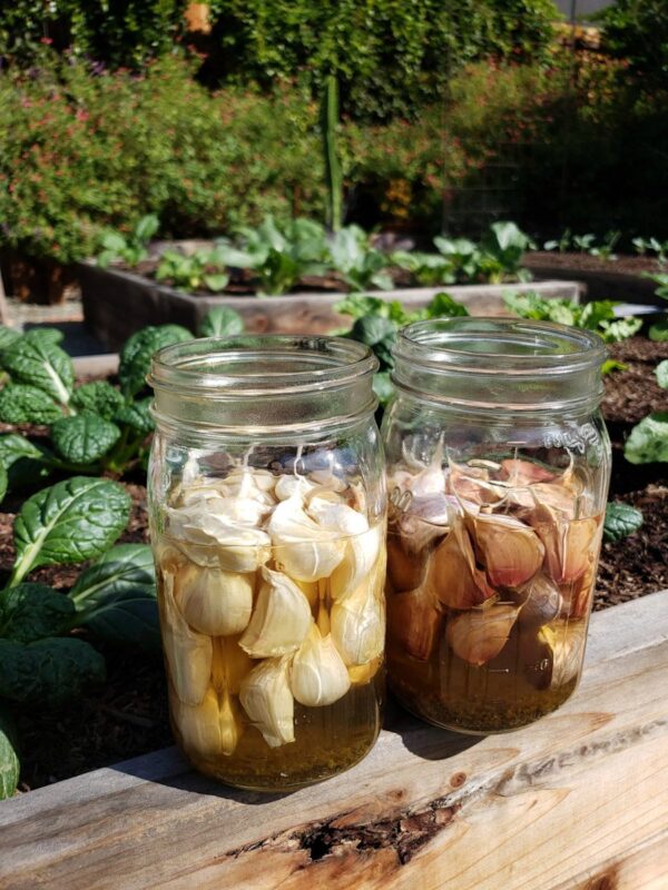 How to Plant and Grow Garlic: The Ultimate Guide ~ Homestead and Chill