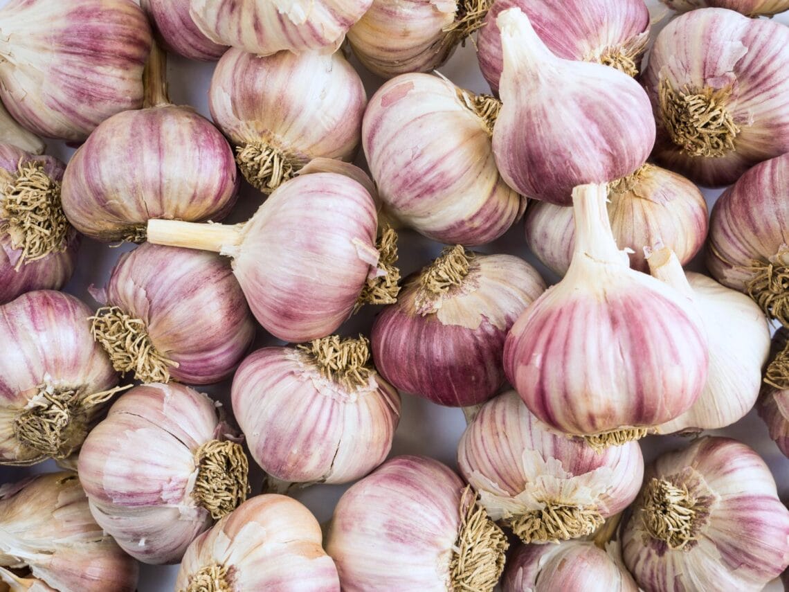 Many bulbs of garlic with purple to white papery skin are on jumbled together.