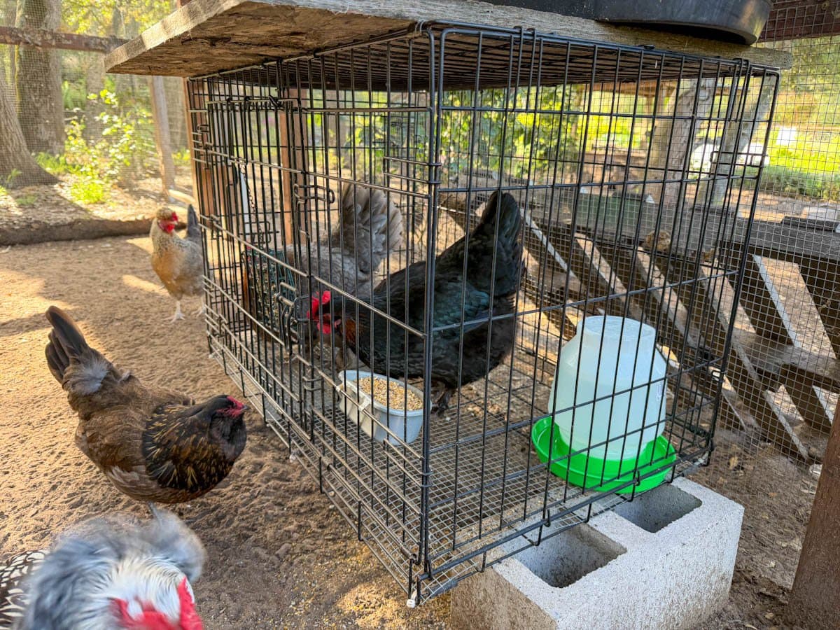 a large wire dog crate set inside a sandy chicken run. The crate is elevated off the ground on cinder blocks, and inside there are two broody chickens with food and water that are being separated from the flock