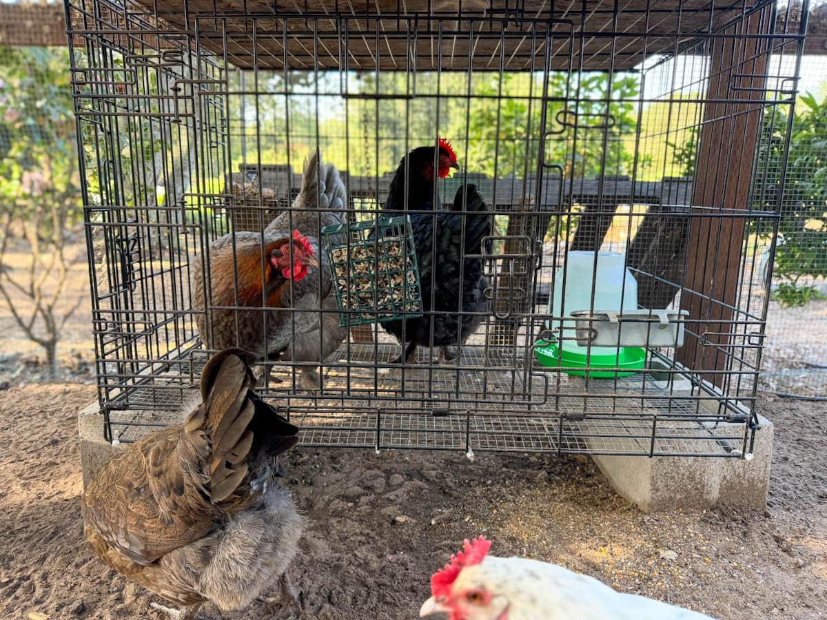 a large wire dog crate set inside a sandy chicken run. The crate is elevated off the ground on cinder blocks, and inside there are two broody chickens with food, water, and a hanging seed treat block inside and a piece of plywood sitting on top for shade