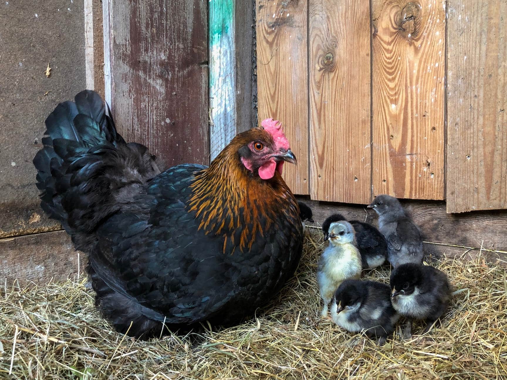 A black copper Marans female chicken sits next to a handful of baby chicks in hay.
