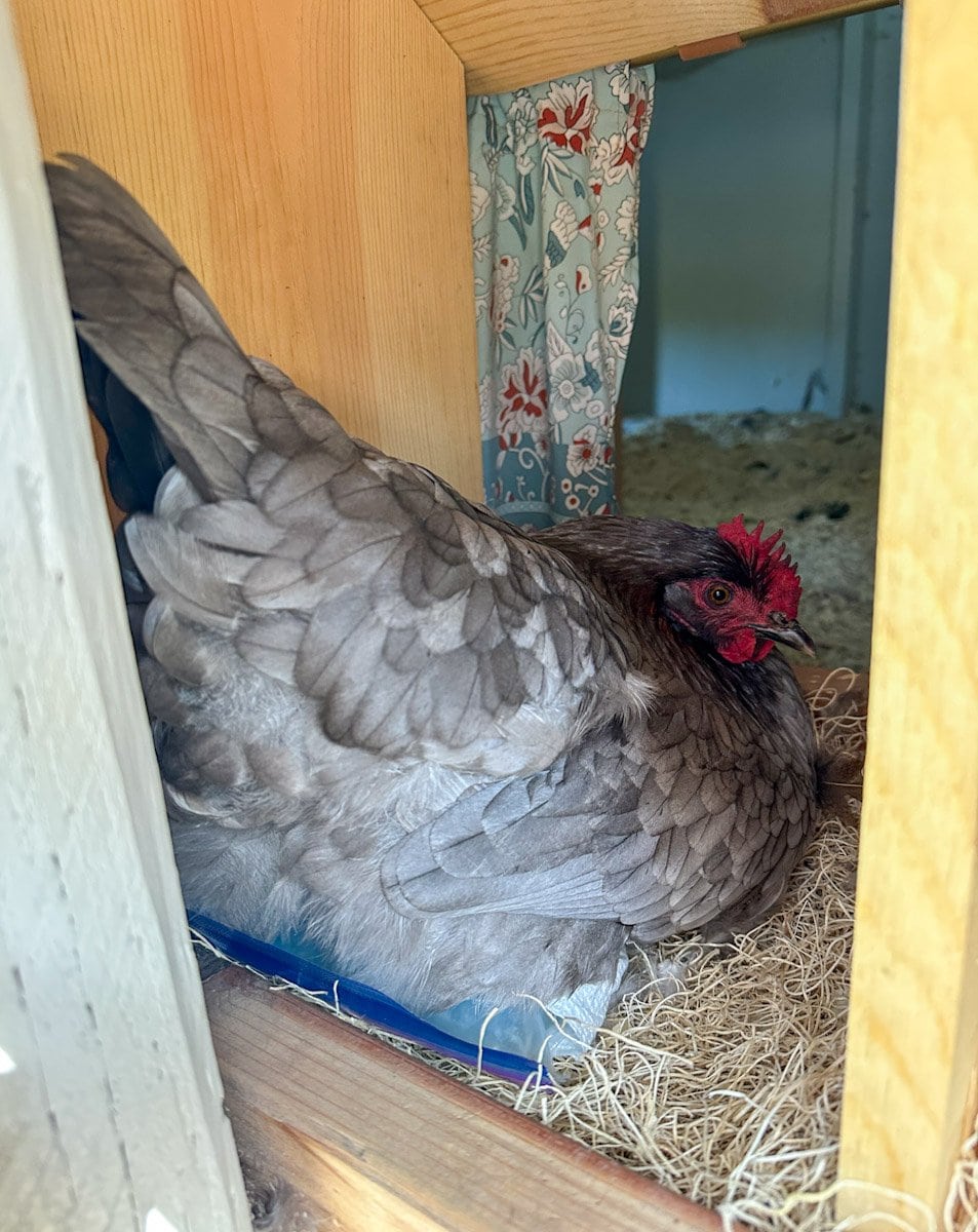 A broody hen is sitting on top of an ice pack in a nest box in an attempt to break her broody behavior.