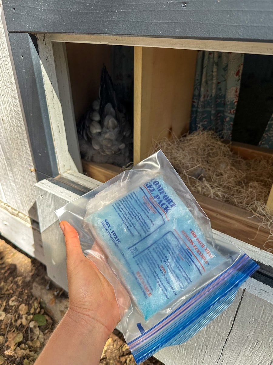 An ice pack is held out while the access door to the nest boxes is open, revealing a broody hen occupying one of the boxes.
