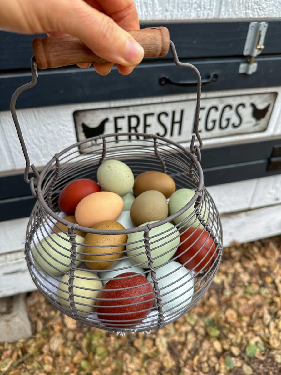 A wire basket with wood handle is full of eggs that vary in color from dark brown to green and blue. It is held in front of an access door to the nest boxes to easily collect eggs.