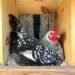 A silver laced Wyandotte sits inside of a nest box.