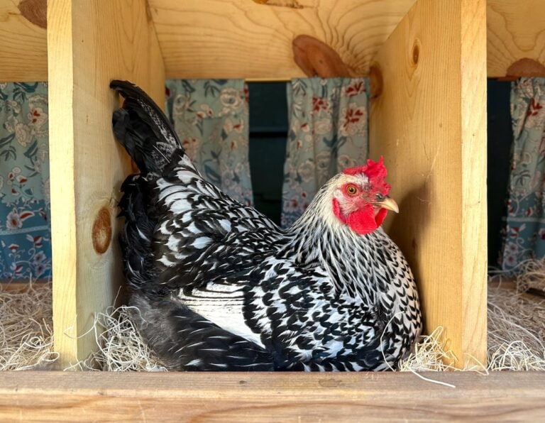 How to break a broody hen
