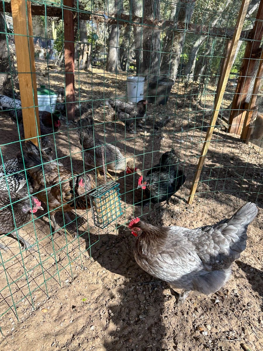 A chicken is looking at a hanging suet chicken treat as many other chickens are looking at it from the other side as its hanging on fencing that is separating one chicken from the others.