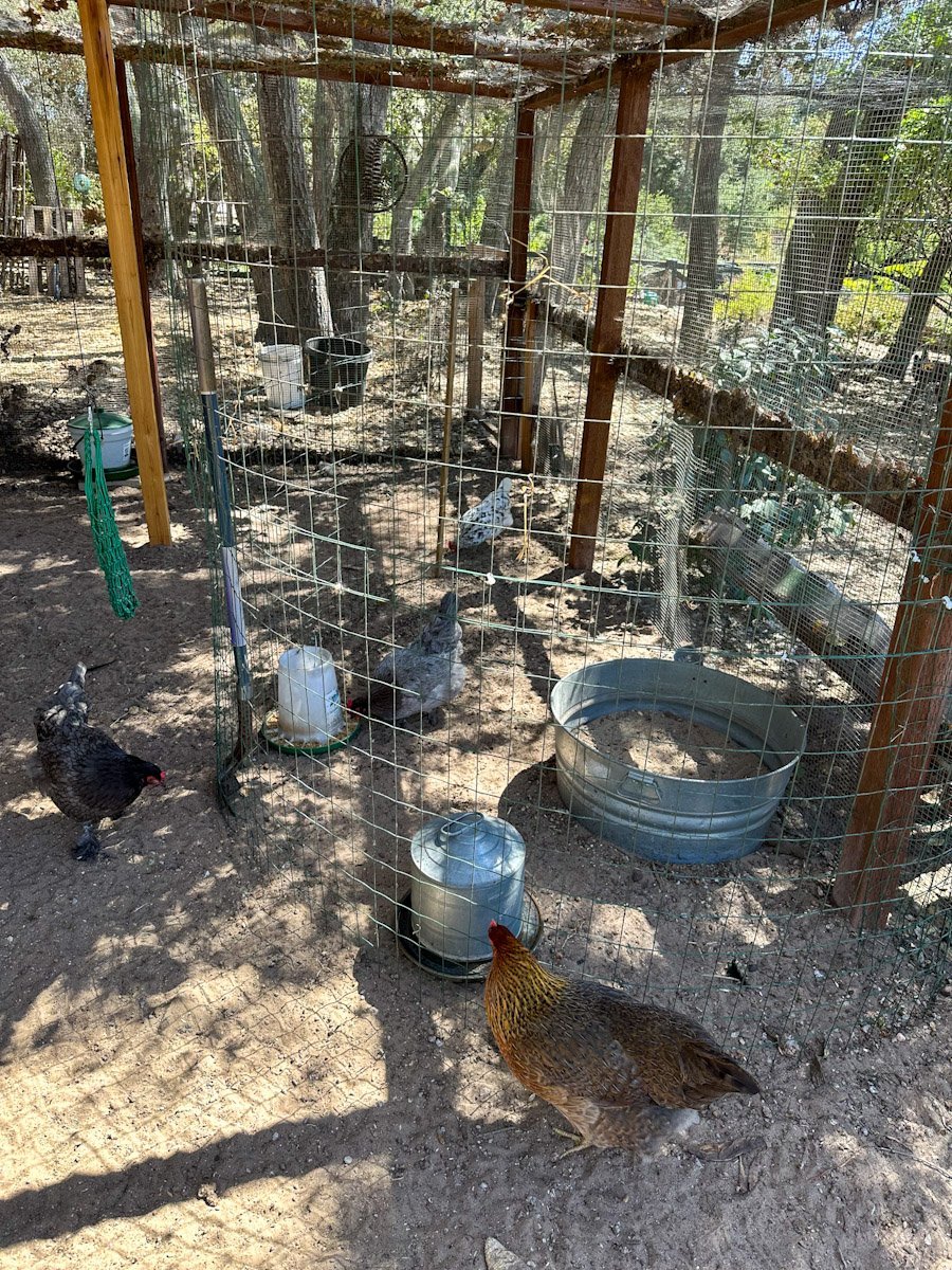 Garden fencing is sectioned off inside of a larger protected chicken run to isolate one chicken with food and water available.. Many other chickens are outside of the sectioned off area, looking within.