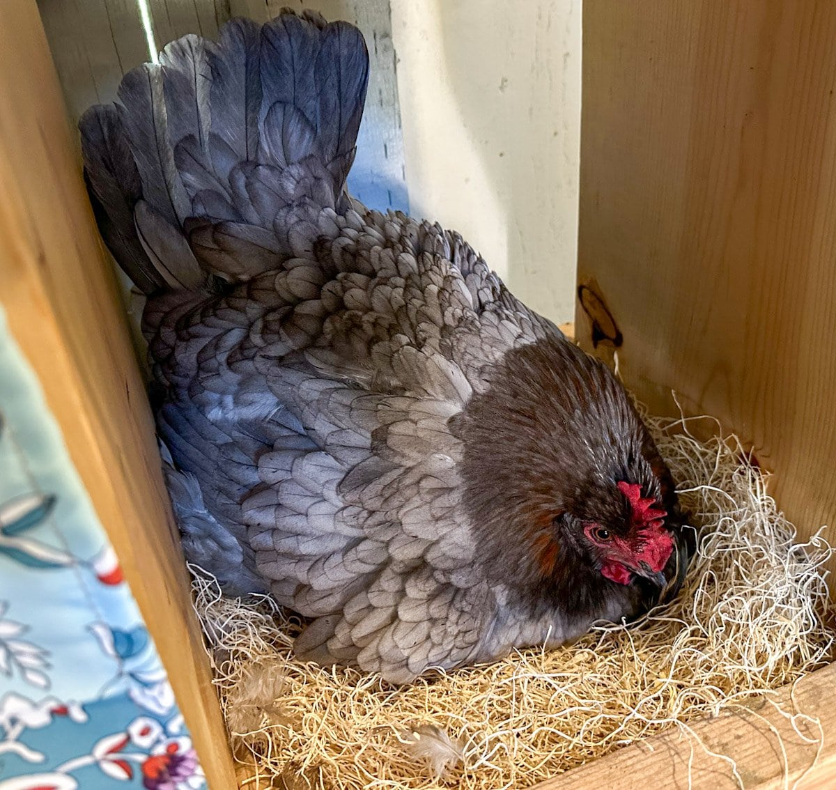 A blue and grey hen is nestled into a nest box, feathers fluffed up in a brooding position.