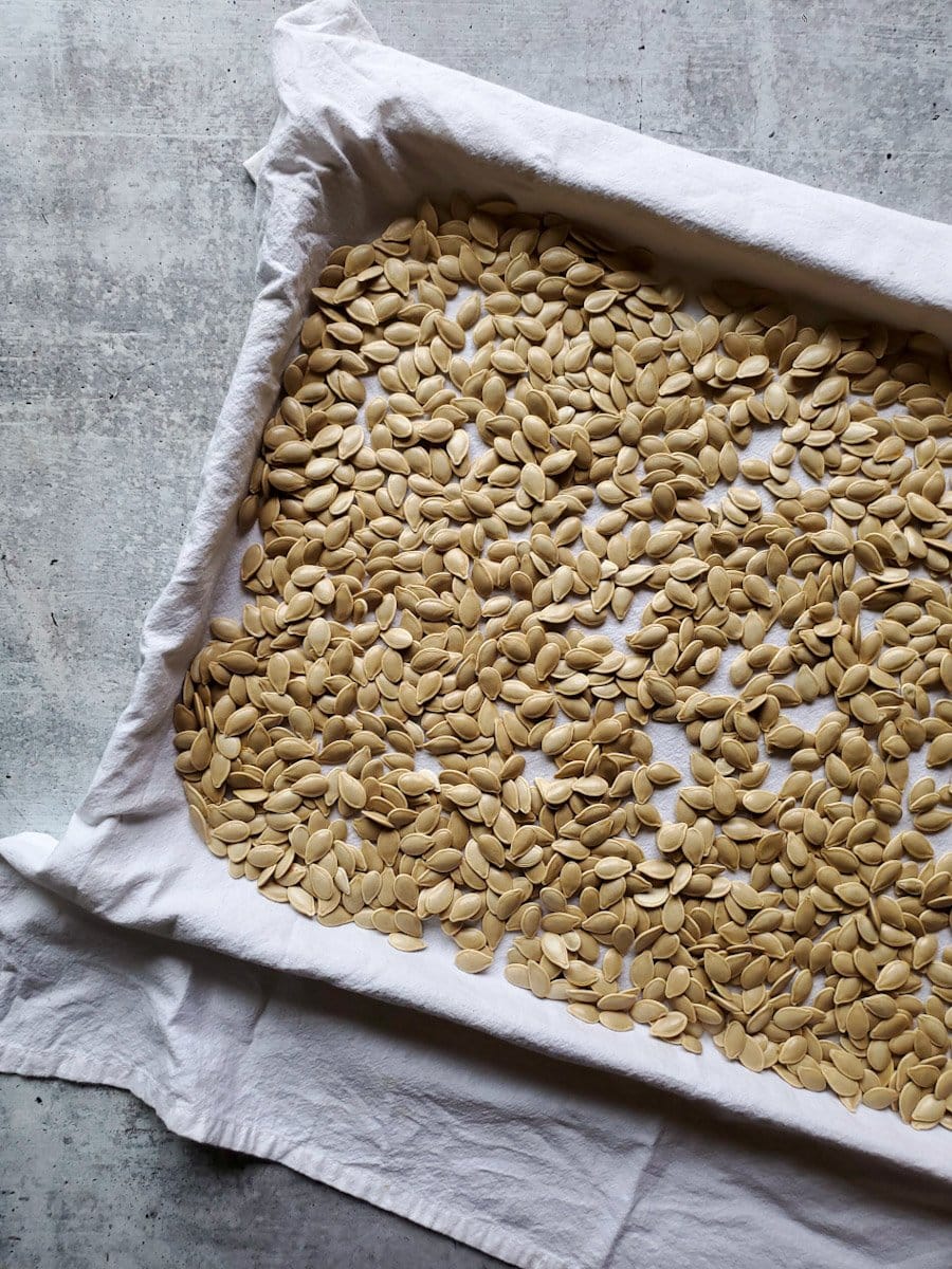 Raw pumpkin seeds are spread out onto a baking sheet that is lined with a lint free towel to dry.
