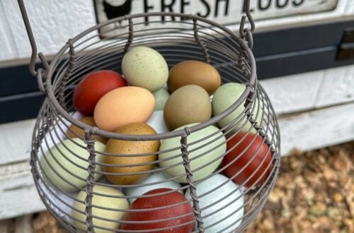 A metal round basket is full of eggs in varying colors from light blue to dark brown and shades in between.