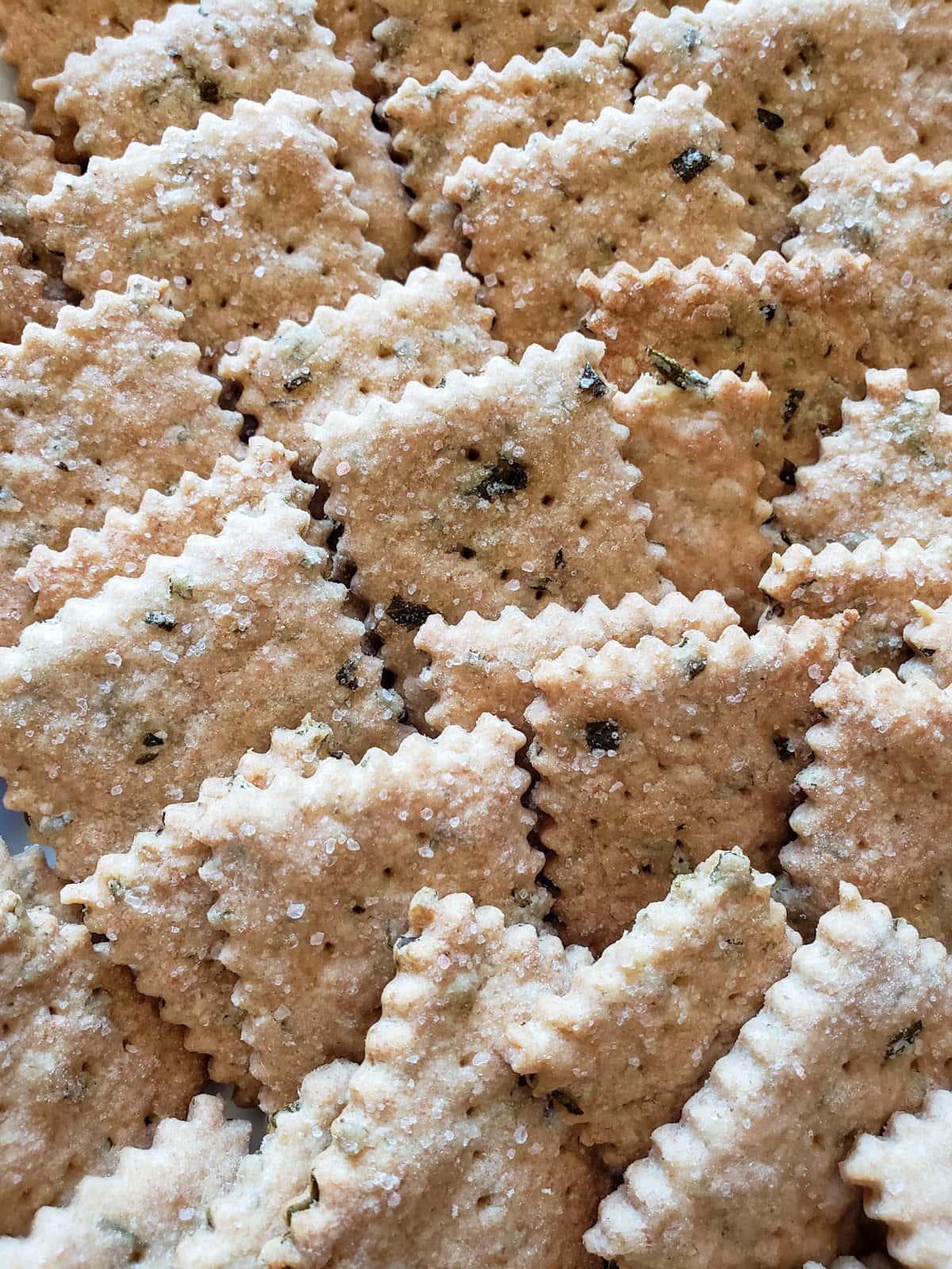 Sourdough crackers aligned standing up in rows similar to dominoes. Specks of herbs and salt stick to the crackers. 
