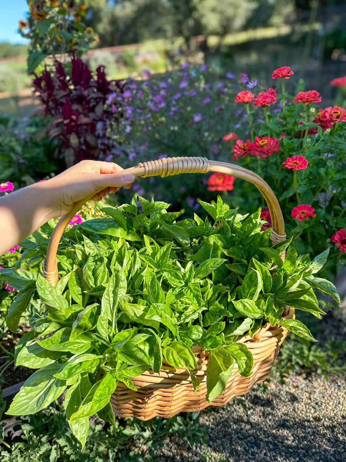 A wicker basket is overflowing with freshly harvested basil. Beyond are a number of different flower varieties growing with pink, purple, and lavender colored flowers.