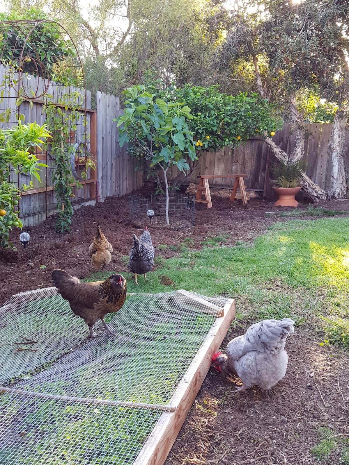 A large rectangular box with a hardware cloth top is covering a section of lawn. One hen is standing on top of the box while three others pick around the outside.