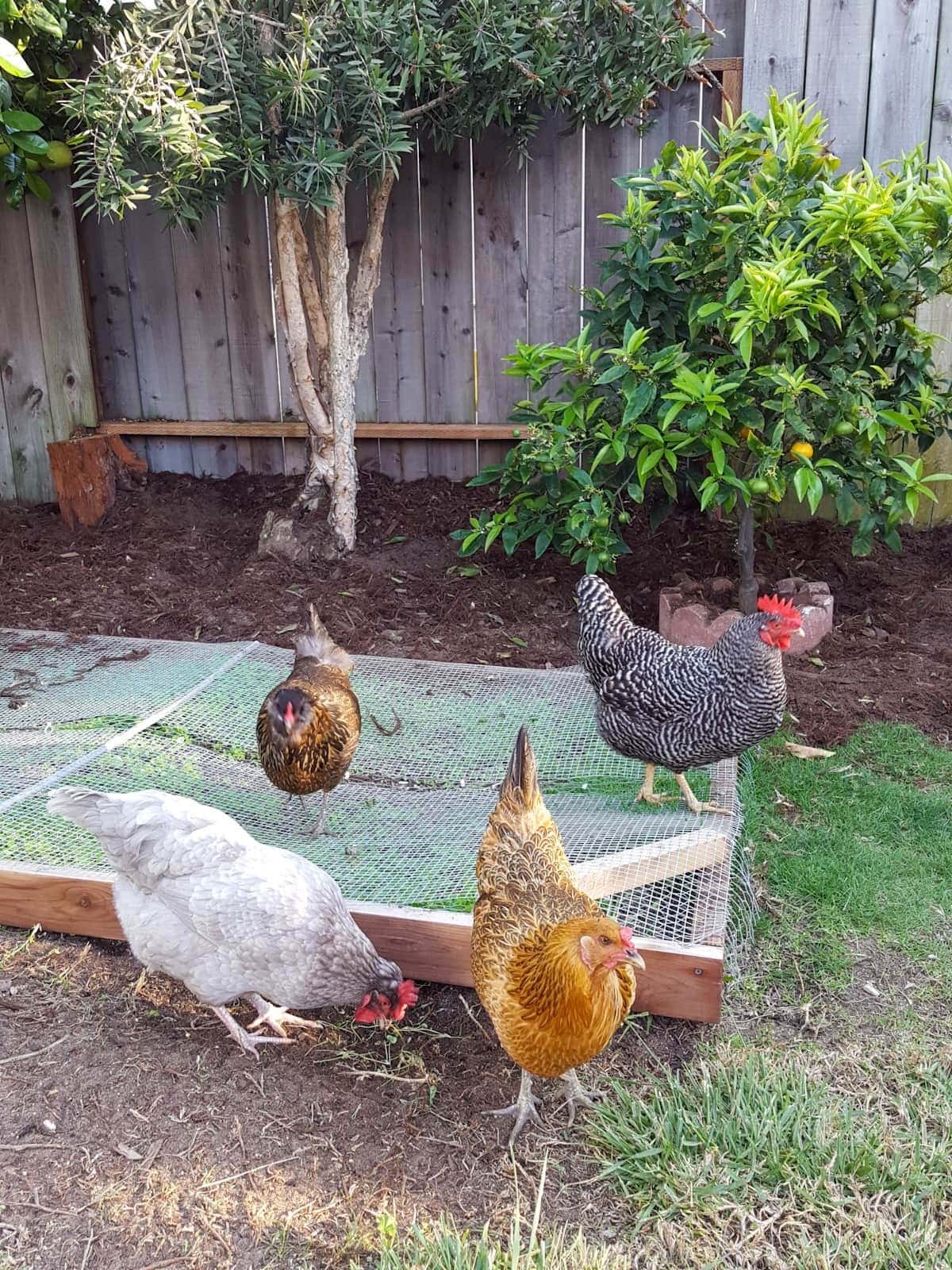 A large rectangular box with a hardware cloth top is covering a section of lawn. two hens are standing on top of the box while two others pick around the outside.
