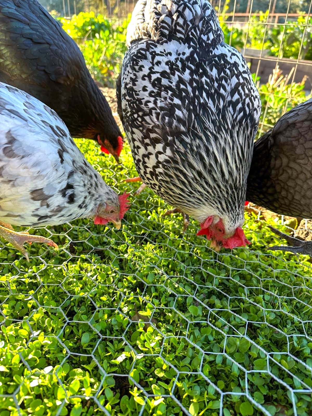 Hens looking at and picking at greens growing below a chicken wire top.