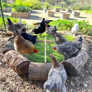 Many chickens are standing on top of a grazing box with greens growing below the wire.