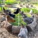 Many chickens are standing on top of a grazing box with greens growing below the wire.