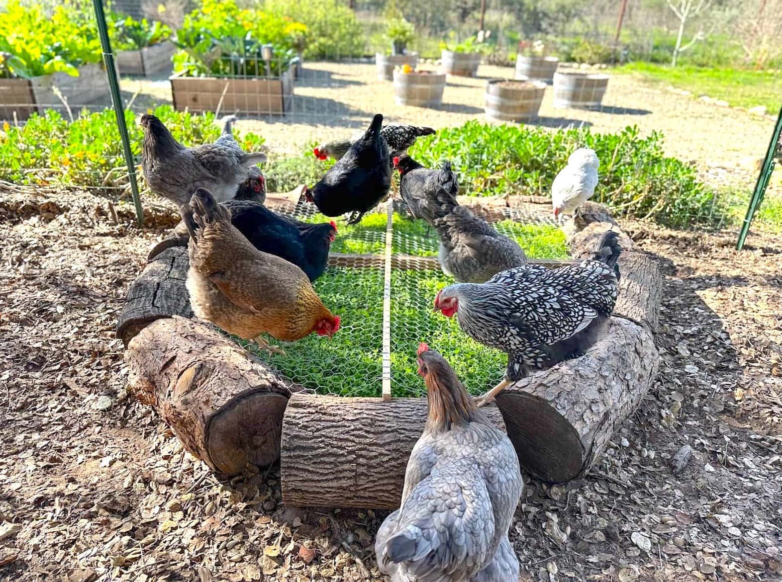 Many chickens are standing on top of a grazing box with greens growing below the wire.