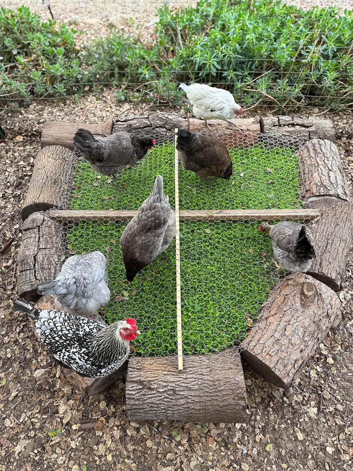 A chicken grazing box made by using pine logs as the frame, smaller wooden posts for cross supports and a chicken wire top. A number of hens are standing on the chicken wire pecking at the greens below while a couple are standing on the pine logs themselves.