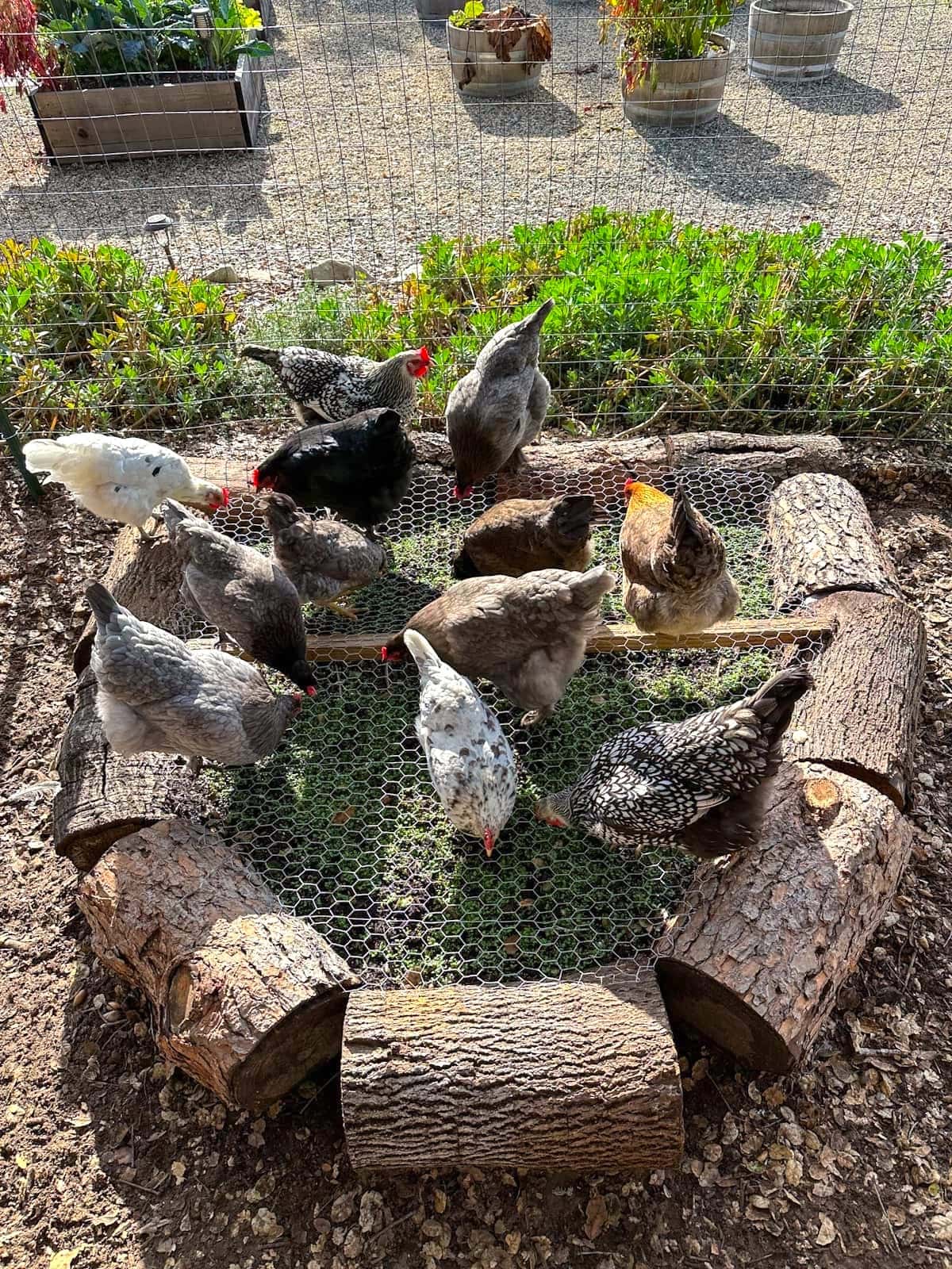 A number of hens standing on and around the raised bed. A number of the birds are trying to access the greens growing below the wire.