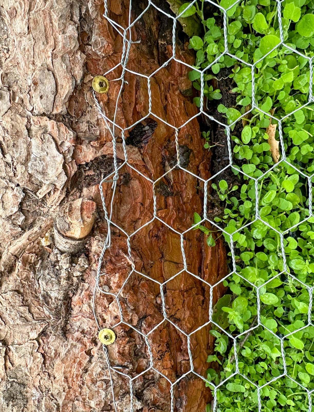 Cabinet screws affixed the wire to pine logs. The edge of the bed is close with greens growing in the soil.