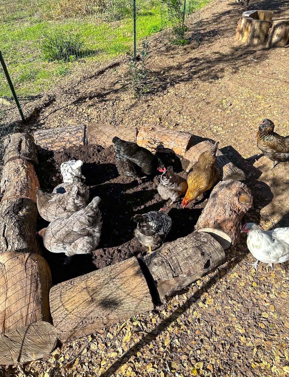 Many chickens are standing inside and picking around in a box made with logs with fresh soil inside.