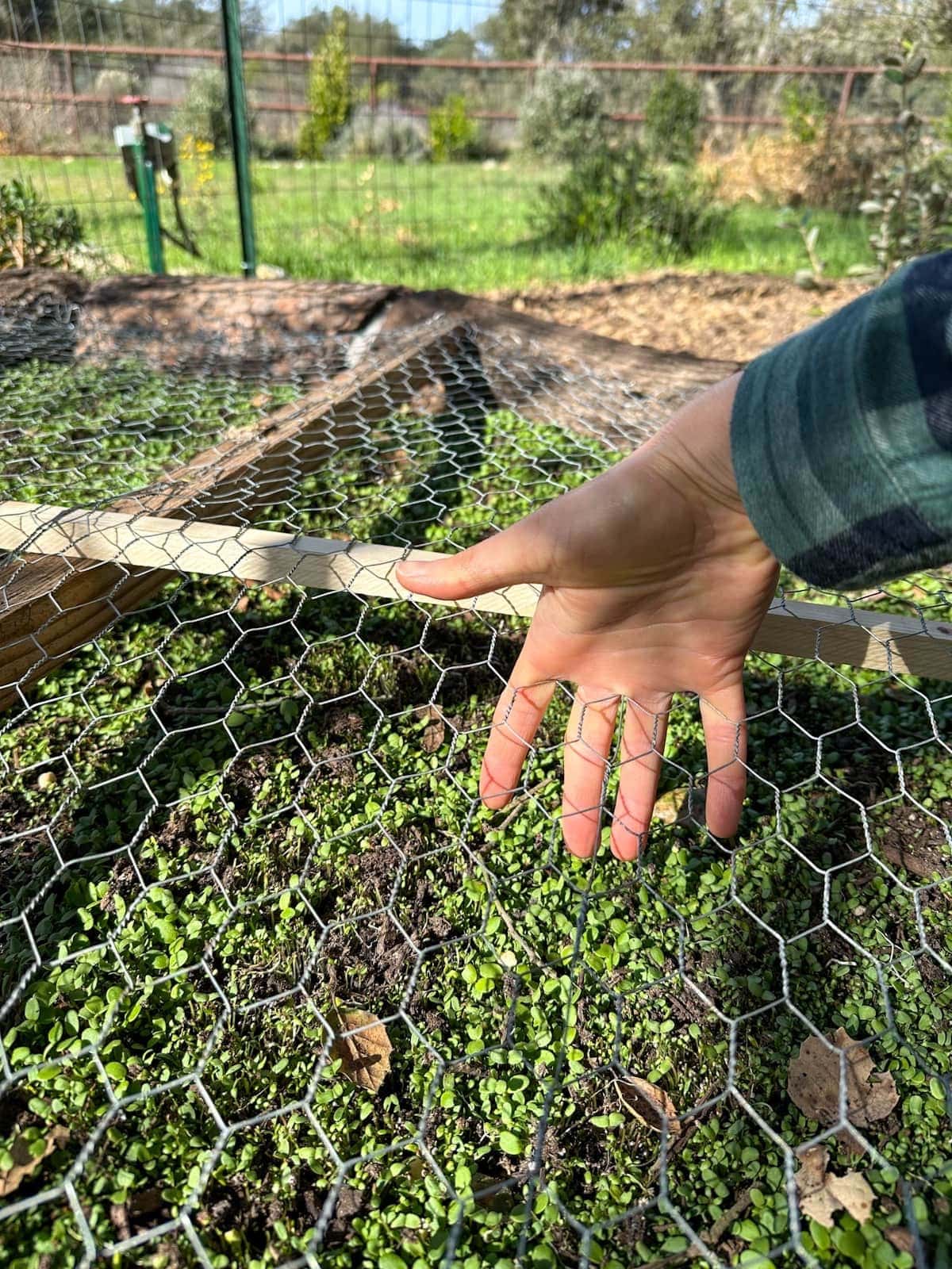A hand with fingers going through the holes in the chicken wire illustrates the distance between the wire and the soil below.