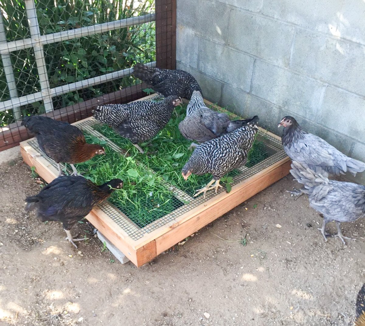A chicken grazing box wade with 4x4's and a hardware cloth cover has tall greens growing through it. Many chickens are standing on and around the box, eating the growing greens.