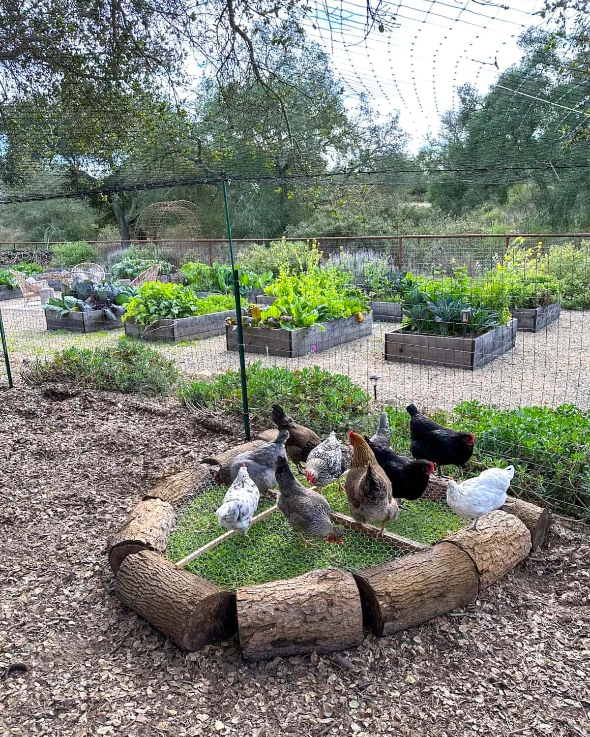 Ten chickens standing on and around a chicken grazing box that is made of pine log frame, chicken wire top with two smaller wood cross supports. Greens are growing below the wire.