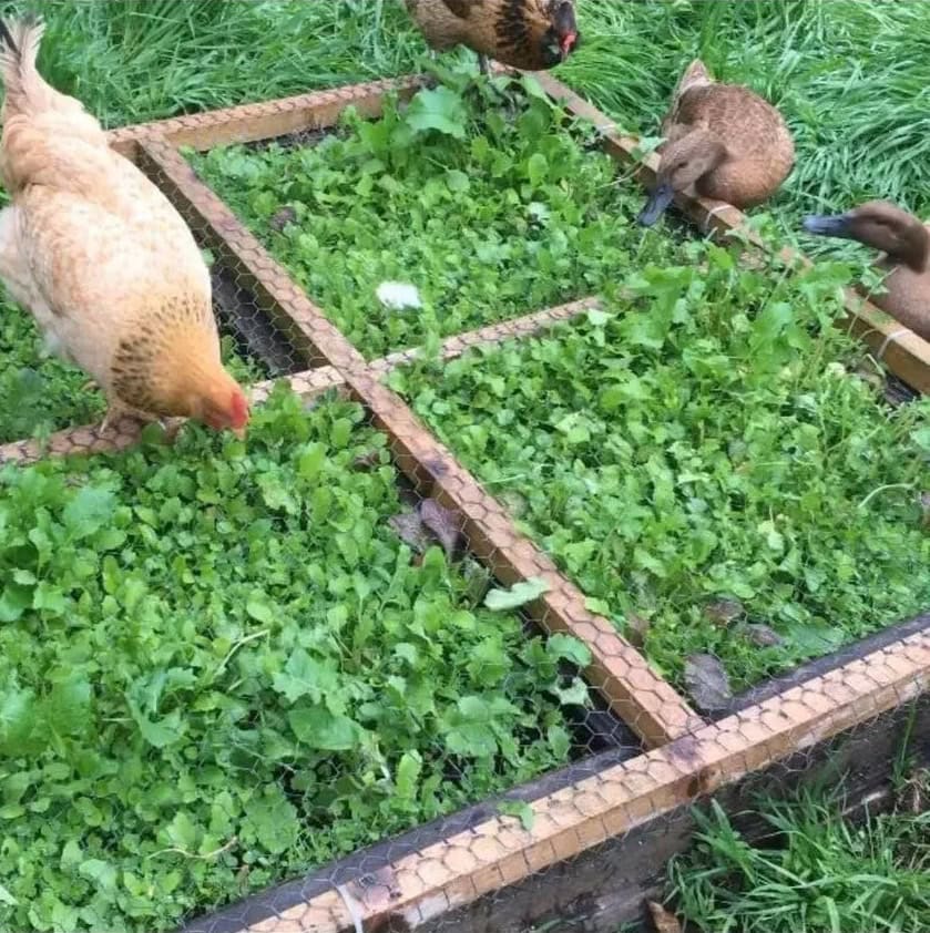 Another style of chicken fodder box, also showing ducks pecking at leafy greens growing through a wood and wire covered raised bed
