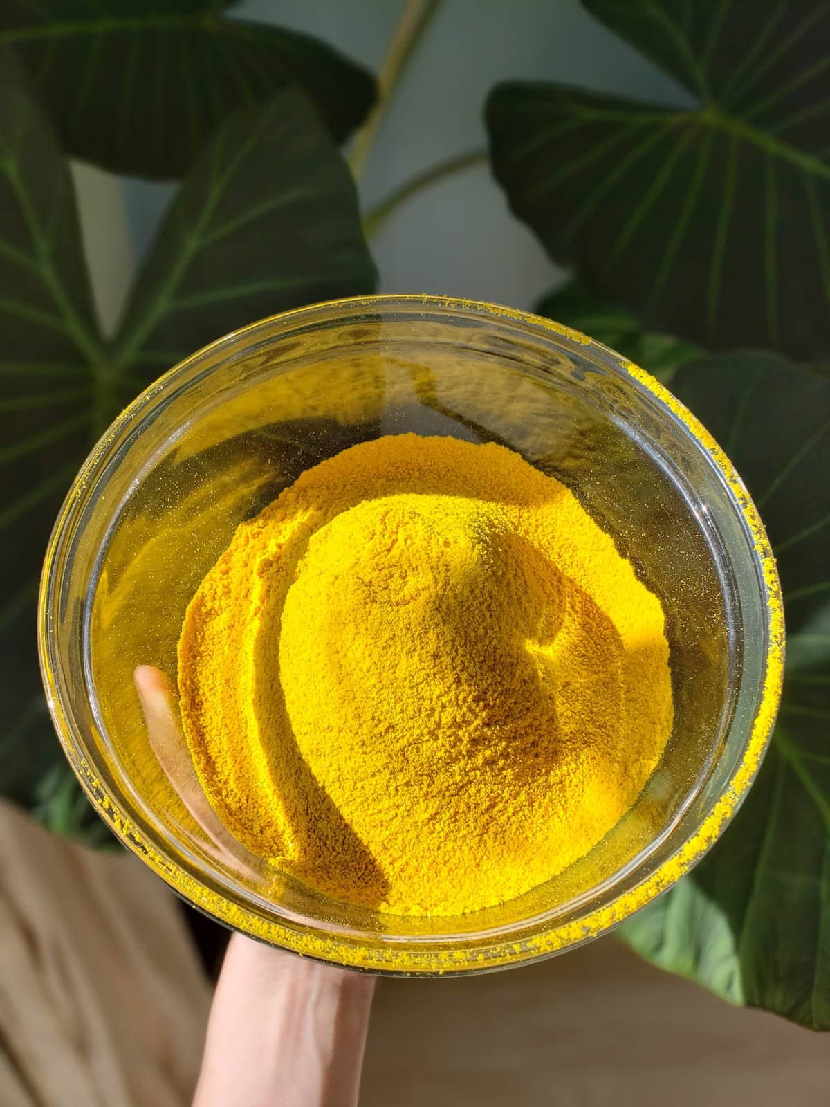 A large glass bowl is halfway full of freshly ground dried turmeric rhizomes.