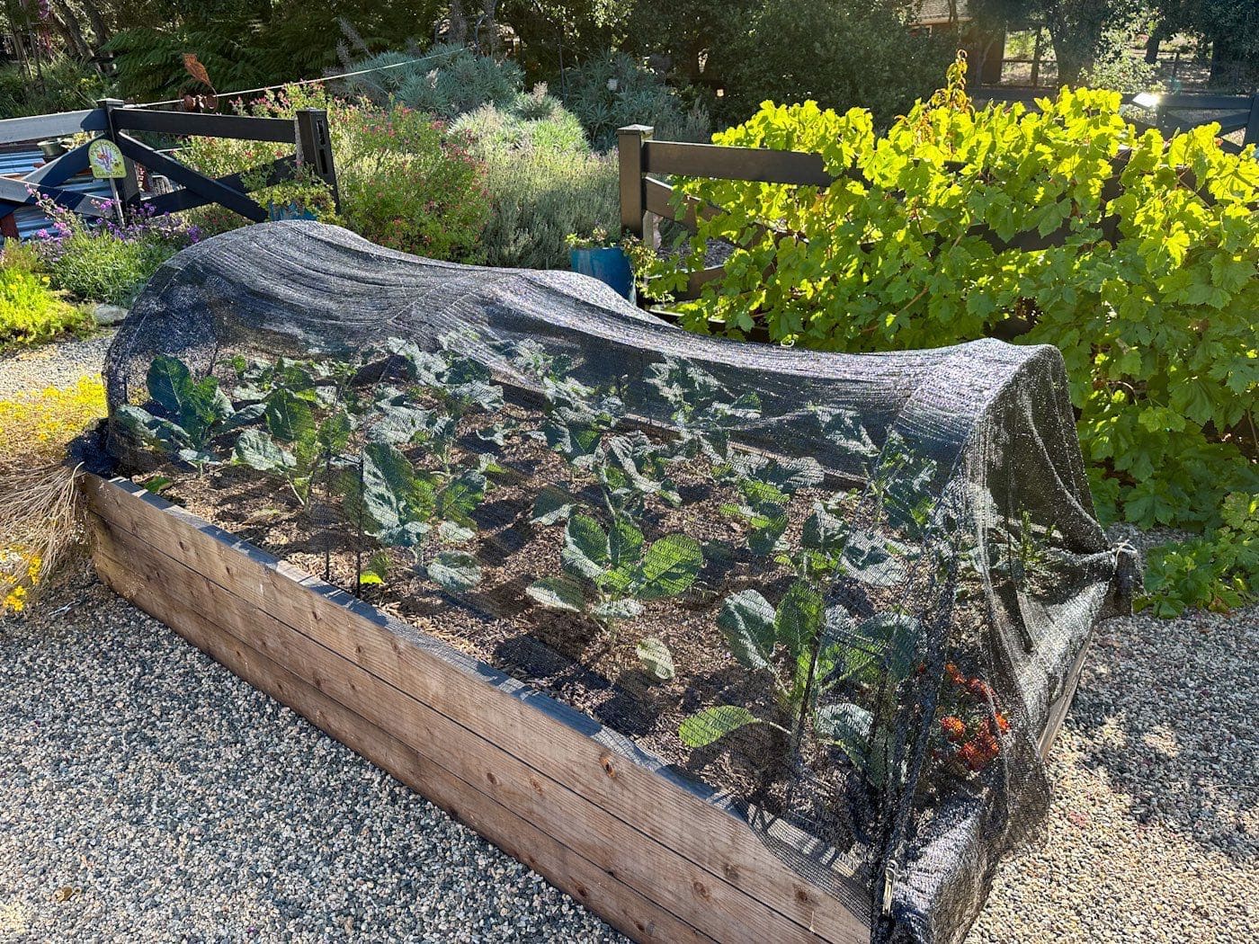 A wooden raised garden beds affixed with hoops and shade cloth draped over to protect the growing cauliflower below from extreme heat while helping maintain the temperature and moisture of the soil. 