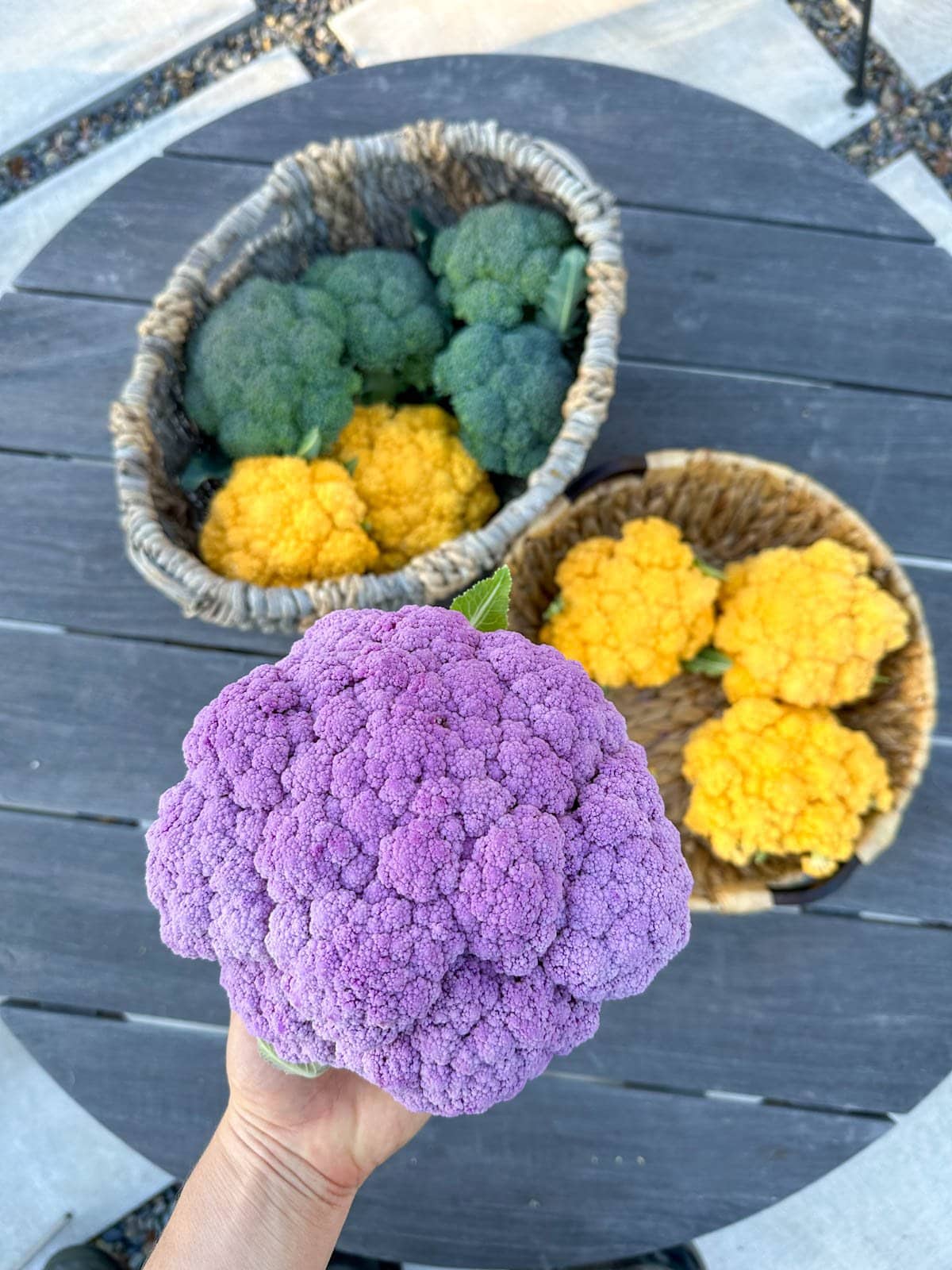 A hand holding a bright purple head of cauliflower over a round wood table, where there are harvest baskets of yellow cauliflower heads and green broccoli in the background