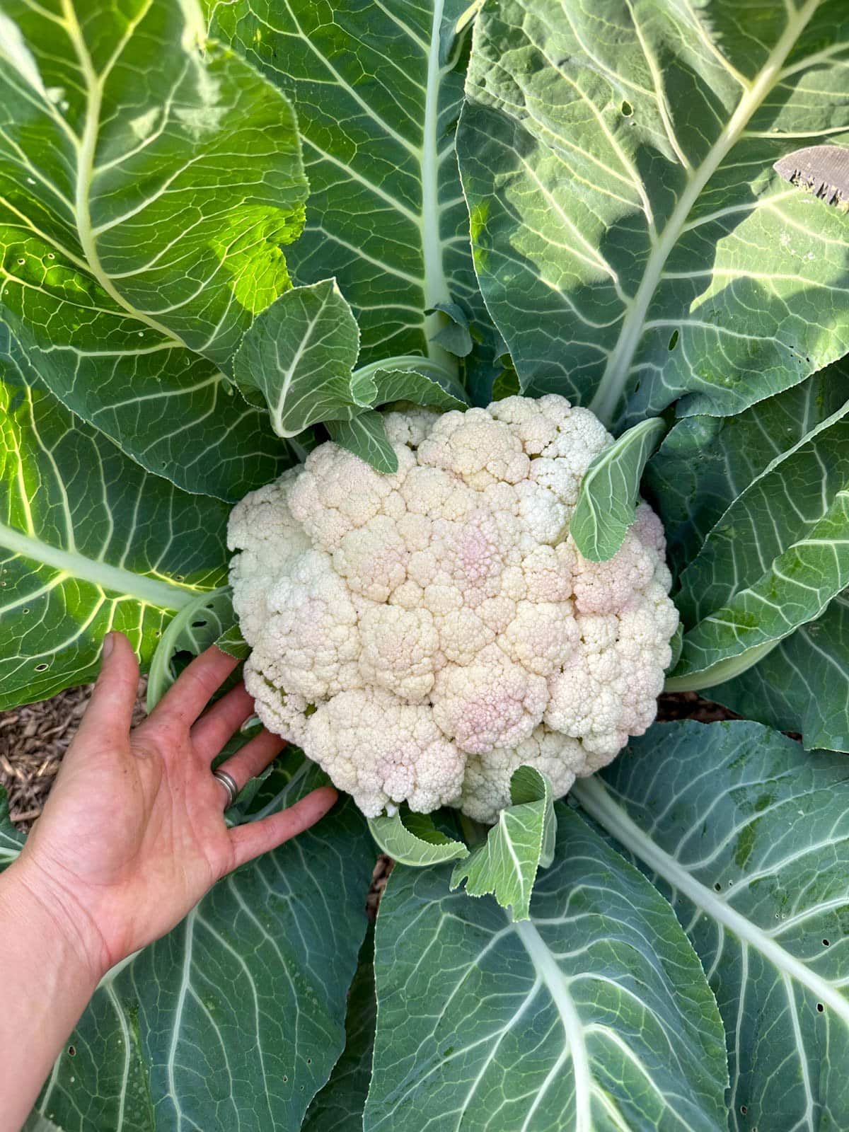 A white head of cauliflower growing with big green leaves around it, that was just starting to get a touch of sunburn, with slight pink discoloration on parts of the head