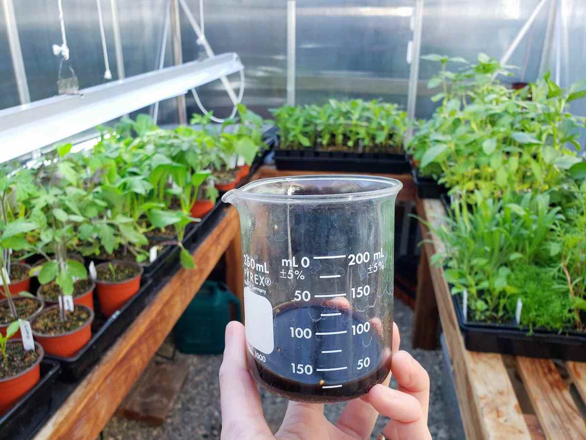 A hand is holding a glass beaker partially full of seaweed extract inside a small greenhouse. The walls are lined with wooden tables that are full of seedlings of various types of vegetables, herbs, and flowers.