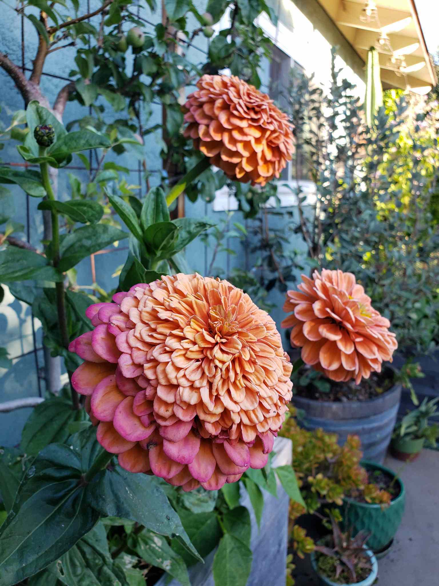 Pink salmon hued zinnias are growing in front of an espaliered apple tree. Some of the blooms are starting to age and wilt, while one is still a compact green bud which will flower within a few days. There are various potted plants around on the ground in the area.
