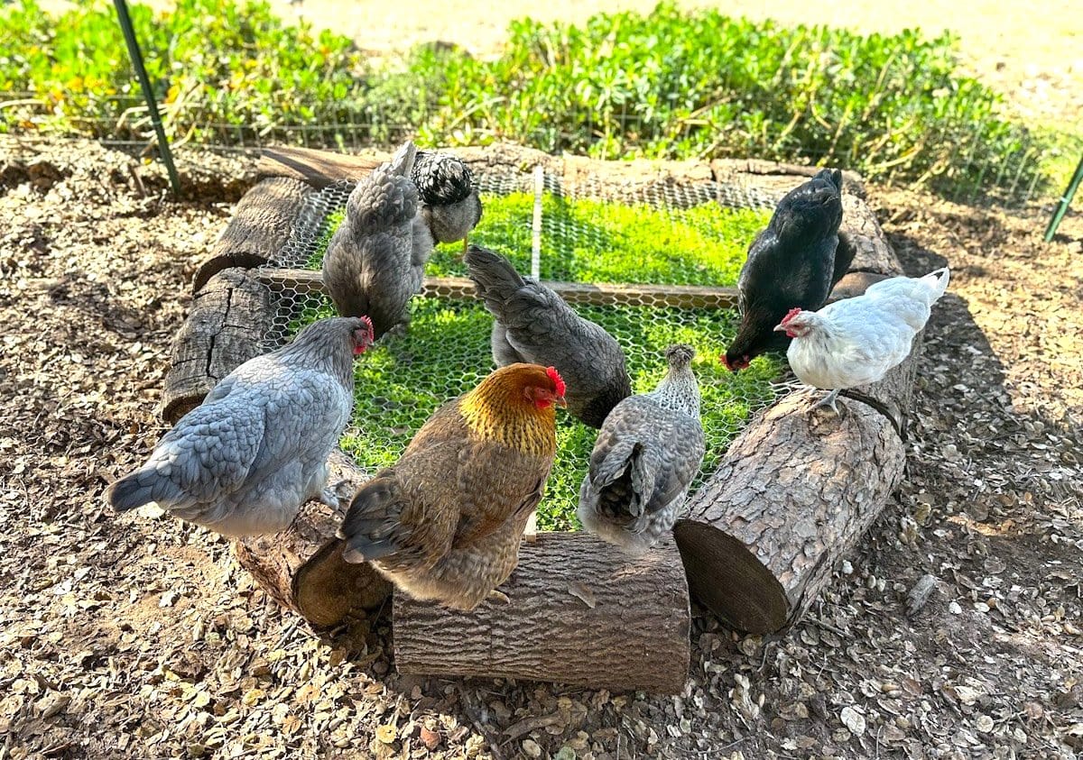 A chicken grazing box made by using pine logs as the frame, smaller wooden posts for cross supports and a chicken wire top. A number of hens are standing on the chicken wire pecking at the greens below while a couple are standing on the pine logs themselves.