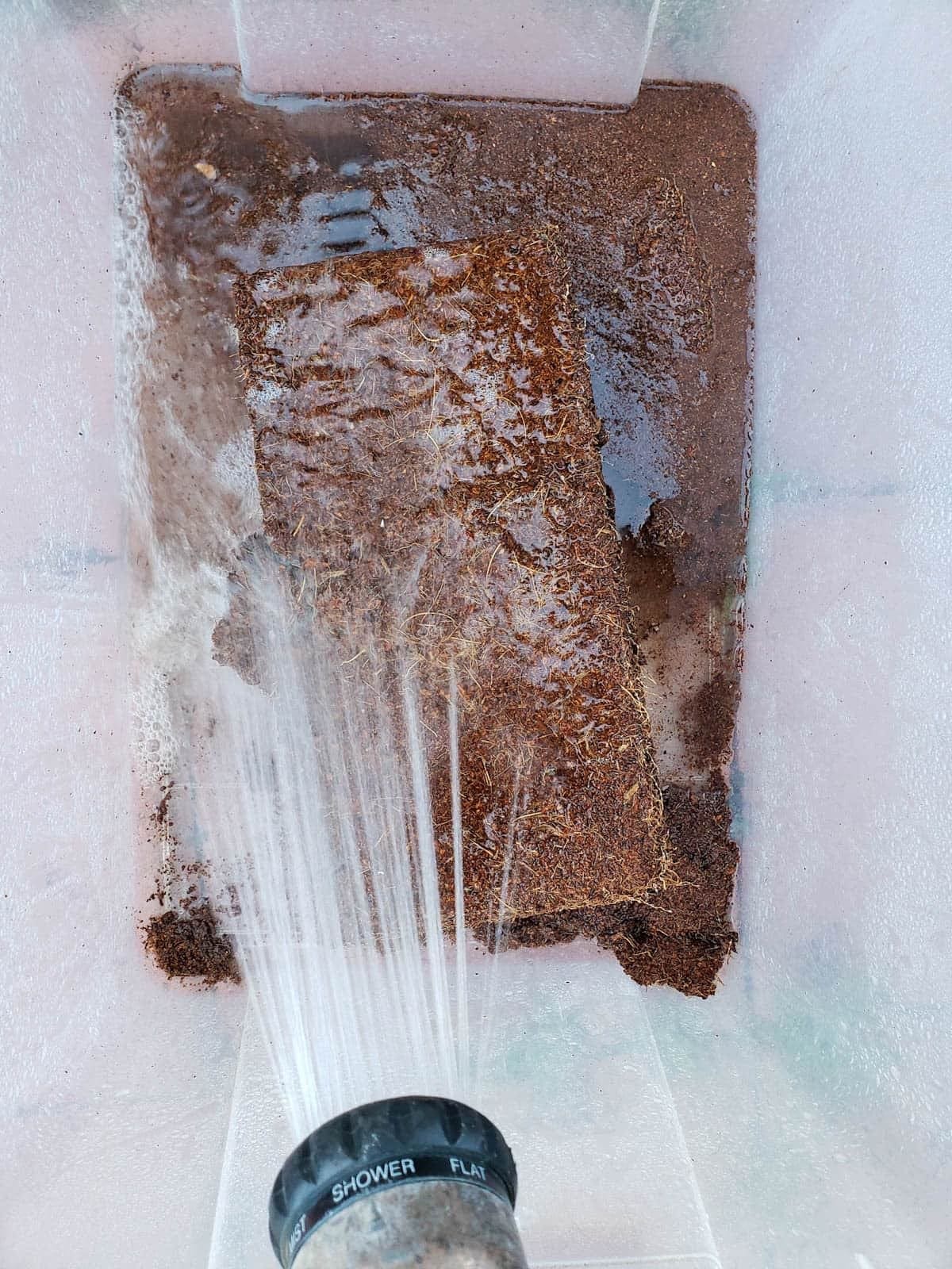 A condensed block of coco coir inside of a large tote is being sprayed with a hose nozzle sprayer.