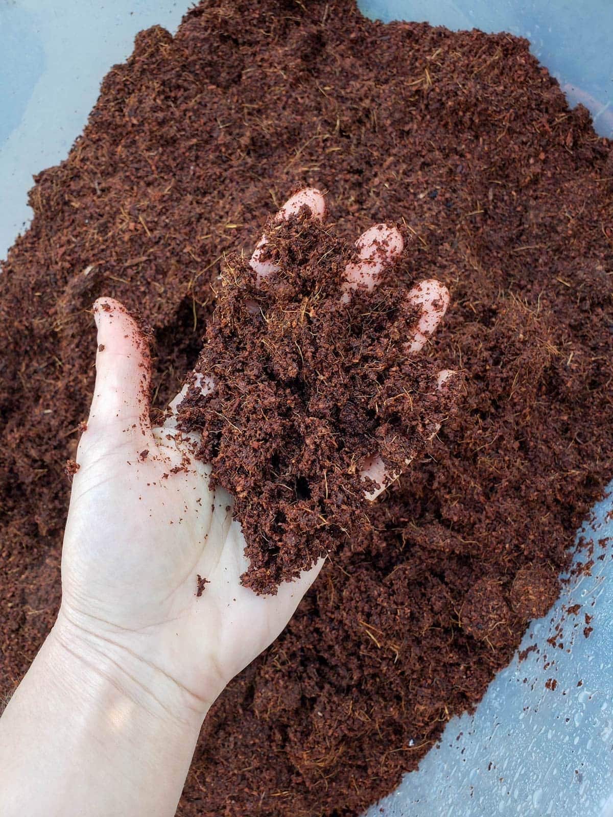 An out held hand holding a small amount of coco coir that has been rehydrated. The rest of the coco coir is below inside of a tote.