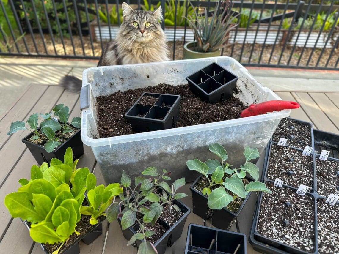 A plastic tote full of diy seed starting mix sits on a table amongst healthy seedlings and seedling trays full of seedling mix.
