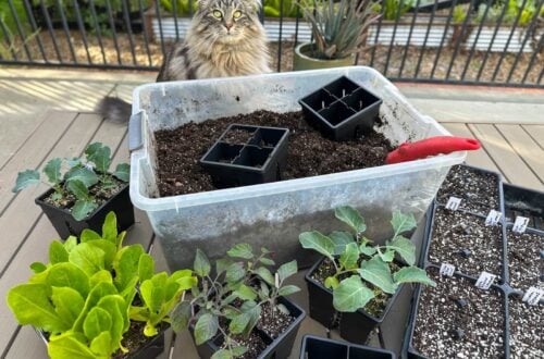 A plastic tote full of diy seed starting mix sits on a table amongst healthy seedlings and seedling trays full of seedling mix.