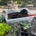 A plastic tote full of diy seed starting mix sits on a table amongst healthy seedlings and seedling trays full of seedling mix.