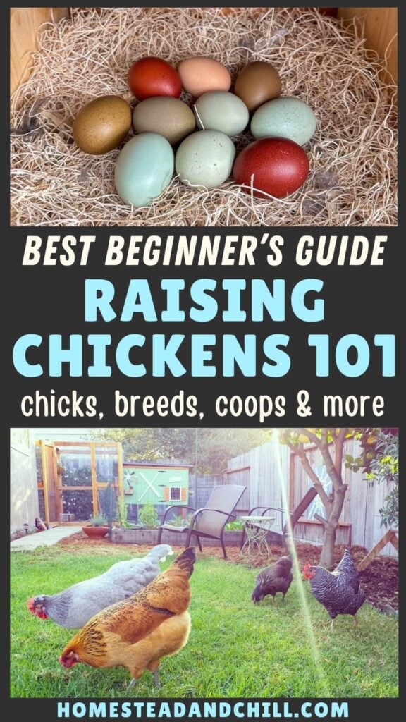 Raising Backyard Chickens 101: Beginner’s Guide How to Care for Chickens