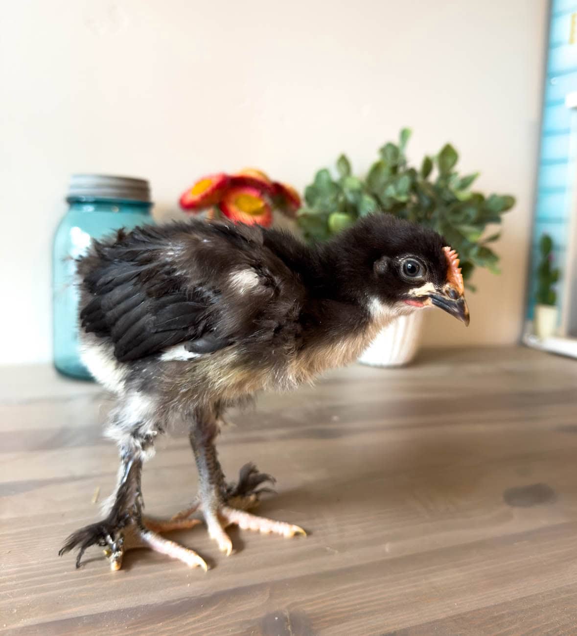 A young black rooster chick is standing in front of a glass jar and a small vase of flowers.