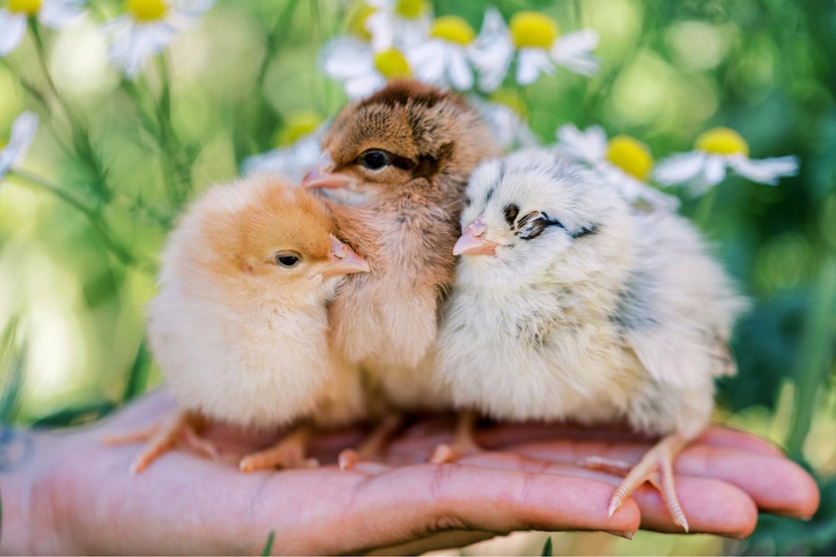 A hand held with the palm facing up contains three baby chicks standing standing next to each other. Each one is quite fluffy.